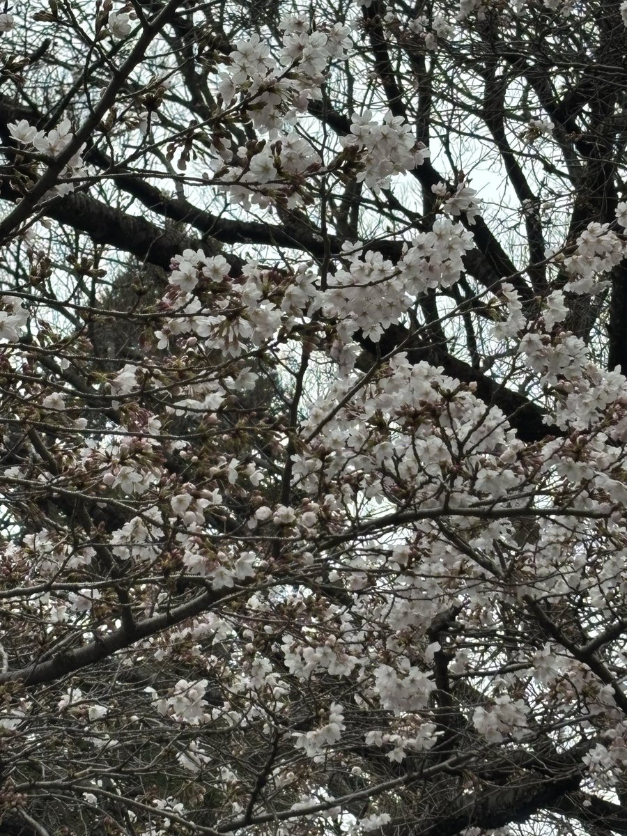 kai_active's tweet photo. ＃桜　＃サクラ　＃さくら
＃朝散歩　＃神社 https://t.co/Or2d42EWi9