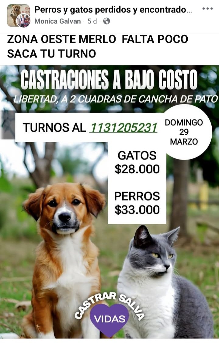 Perros de Merlo tweet media