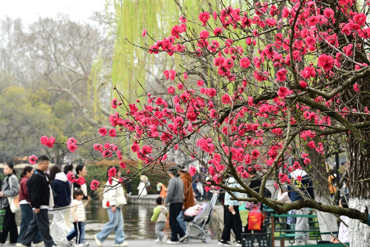 zhu_alice50849's tweet photo. 🌸✨ Peach blossoms in full bloom—Hangzhou enters its peak spring travel season. A city painted in flowers awaits your visit! #DiscoverHangzhou #BloomingChina
#FlowerSeason #SpringInHangzhou 🌿 https://t.co/pxyi6gYB3a