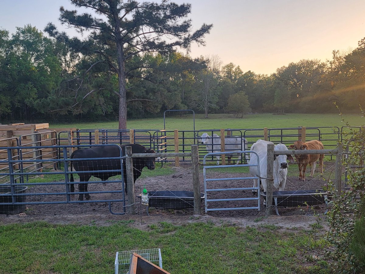 Sassafrass84 tweet media