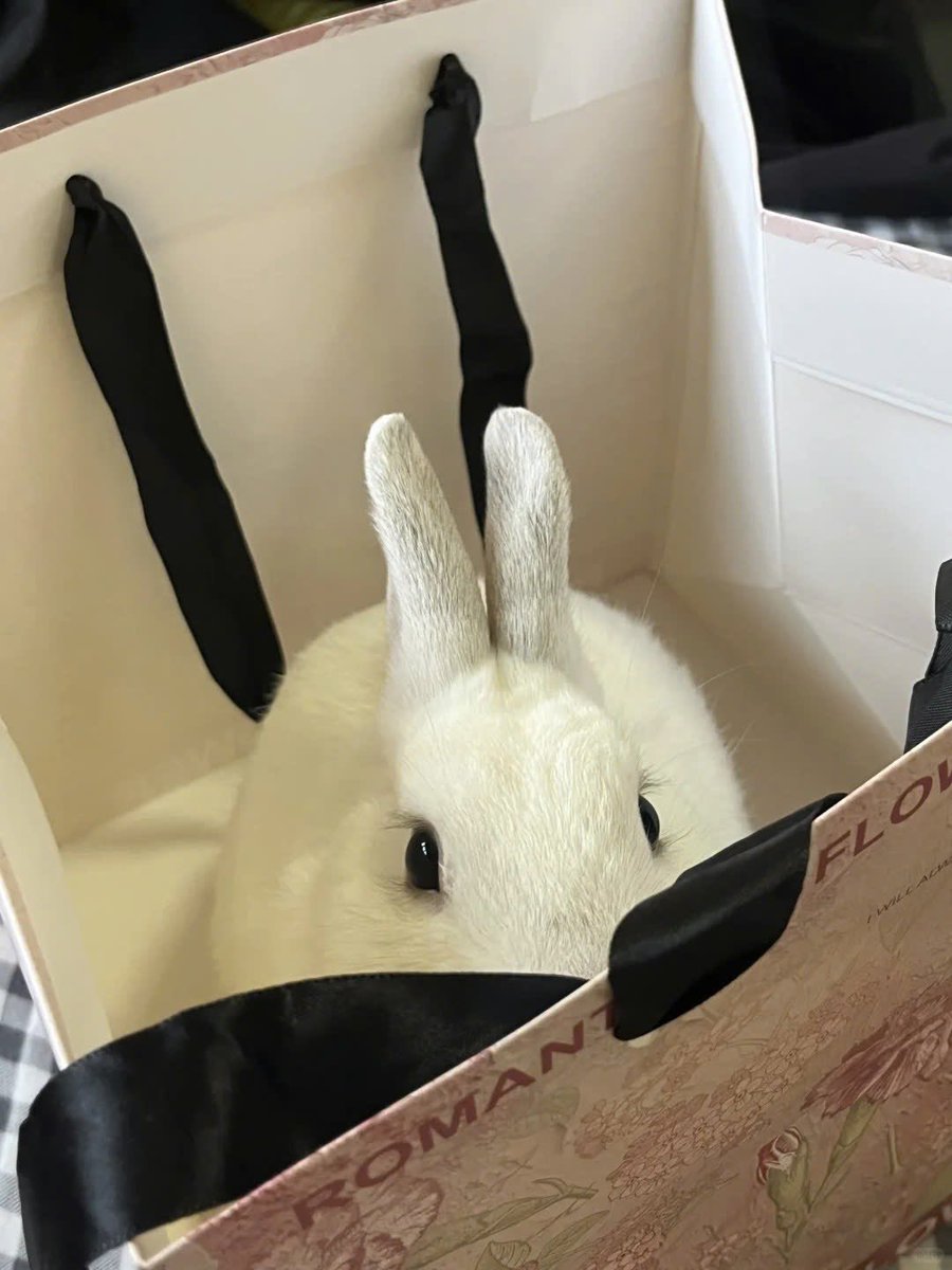 Why you should have a rabbit tweet media