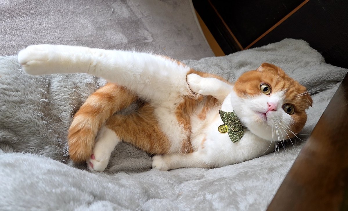 西園寺あやみ🧸🐟🦦🐬´- tweet media