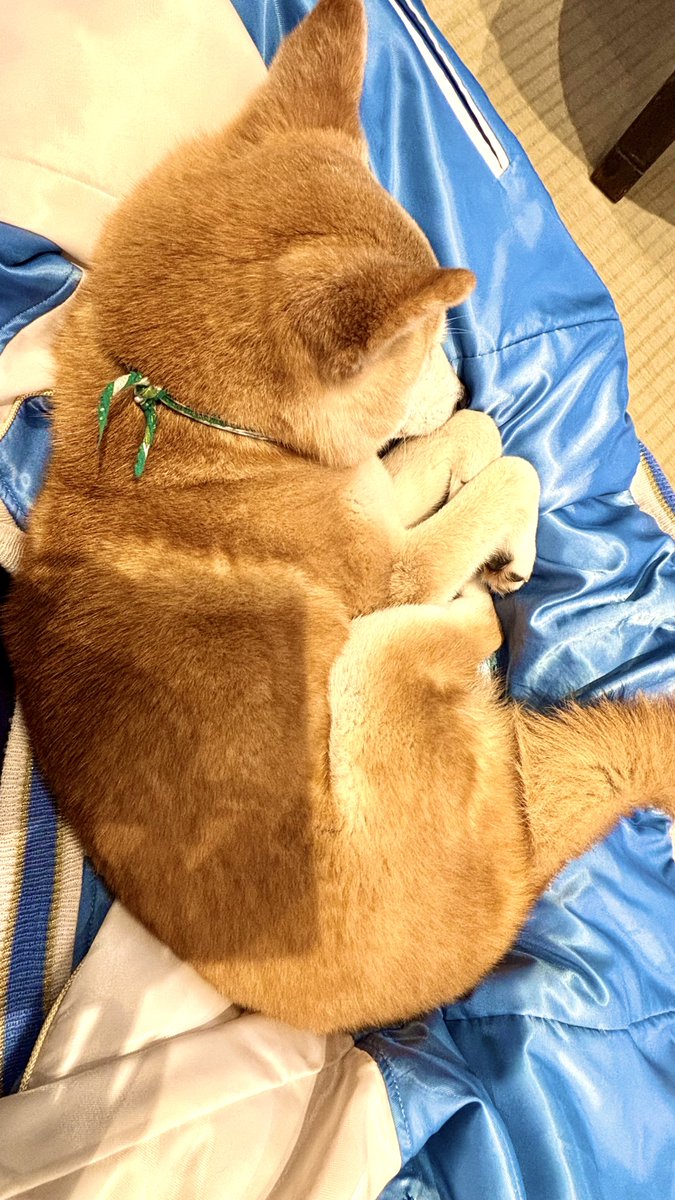 アンナ🛁 tweet media