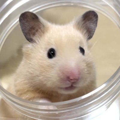 𝒑𝒊𝒏𝒐 tweet media