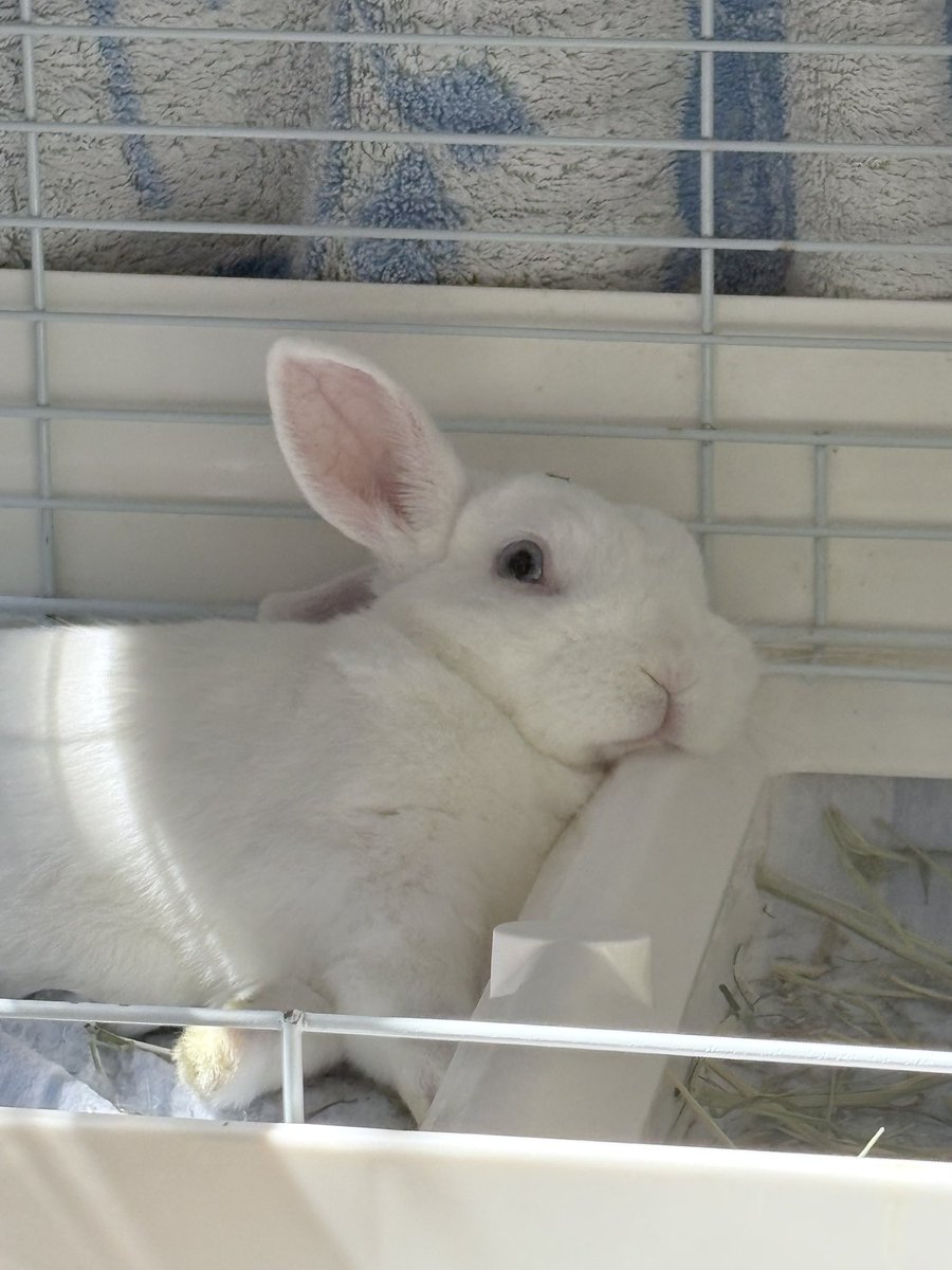 アイス 主:みみ tweet media