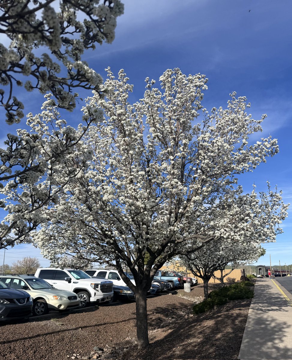 kingchiru15's tweet photo. Spring Blossoms and sunset in Williams and Peoria. π
#Spring2026 #SpringBlossoms #ShotOnPixelPro #PixelPhotography #PeoriaAZ #WilliamsAZ #SurpriseAZ https://t.co/AghUPtOgYb