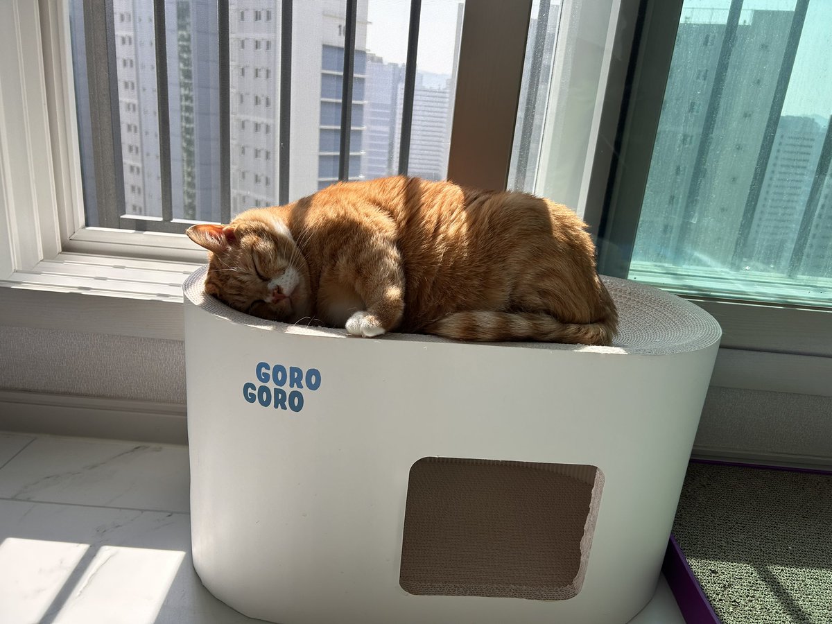 납작이에요🍙 tweet media