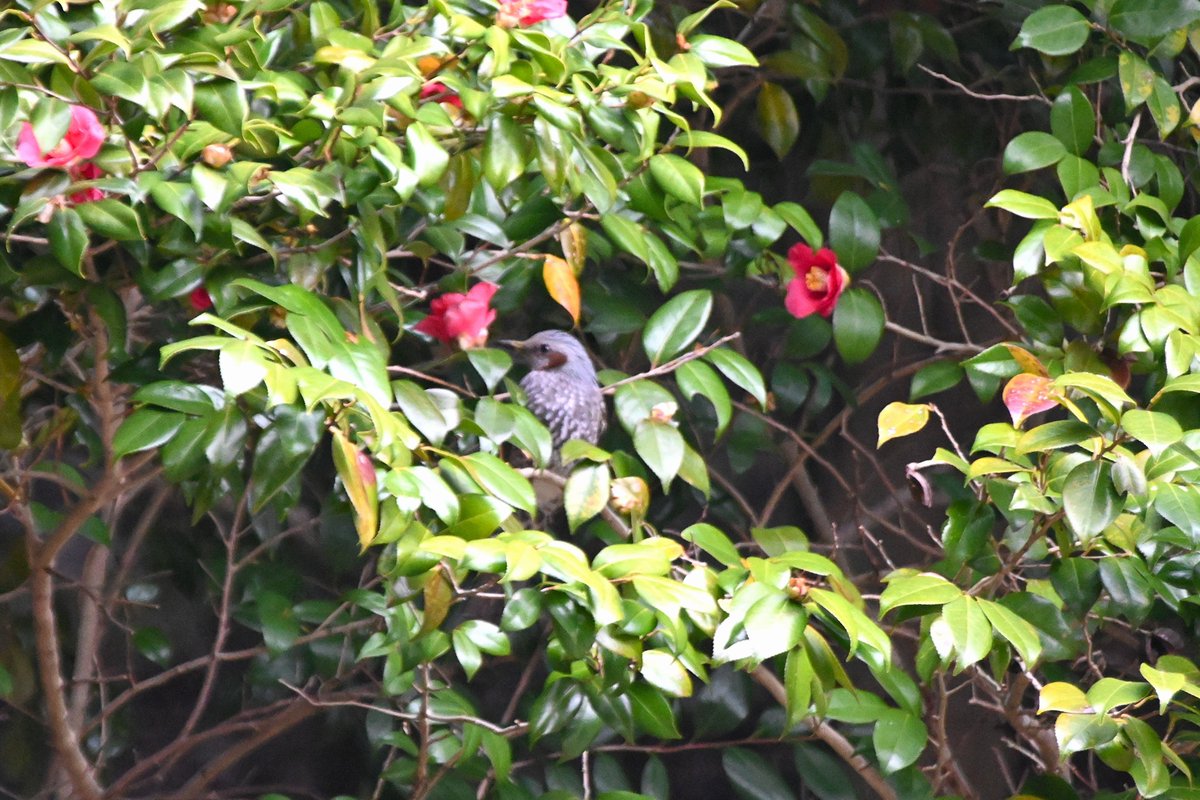 神奈川県立秦野ビジターセンター tweet media