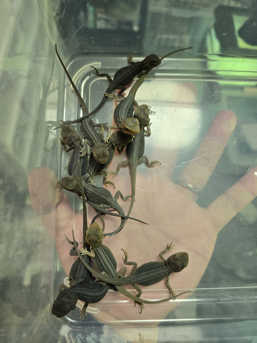 MYCふぁーむ（ISAMU） tweet media