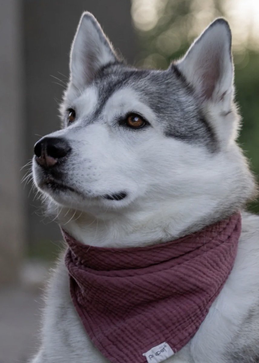 Excalibur_von_Avalon tweet media