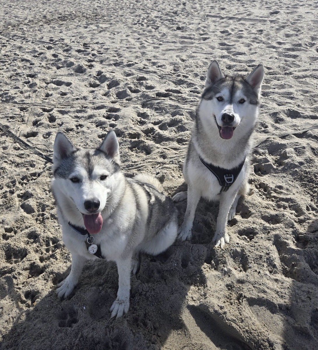 Excalibur_von_Avalon tweet media