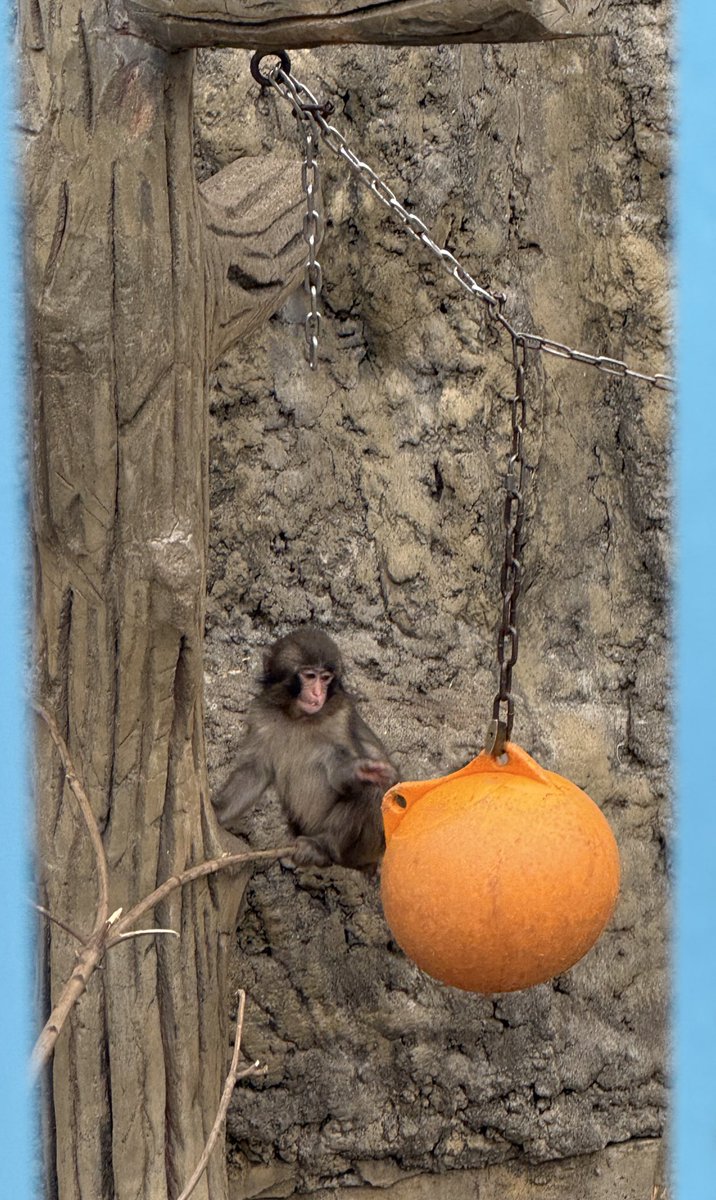 DankとLea🐈🐈 tweet media