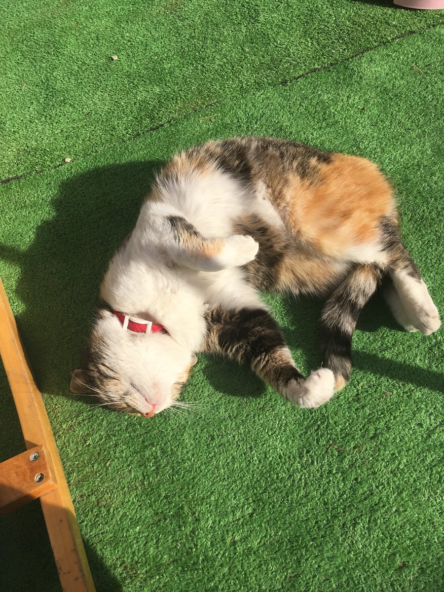 LaciaMemeFrame tweet media