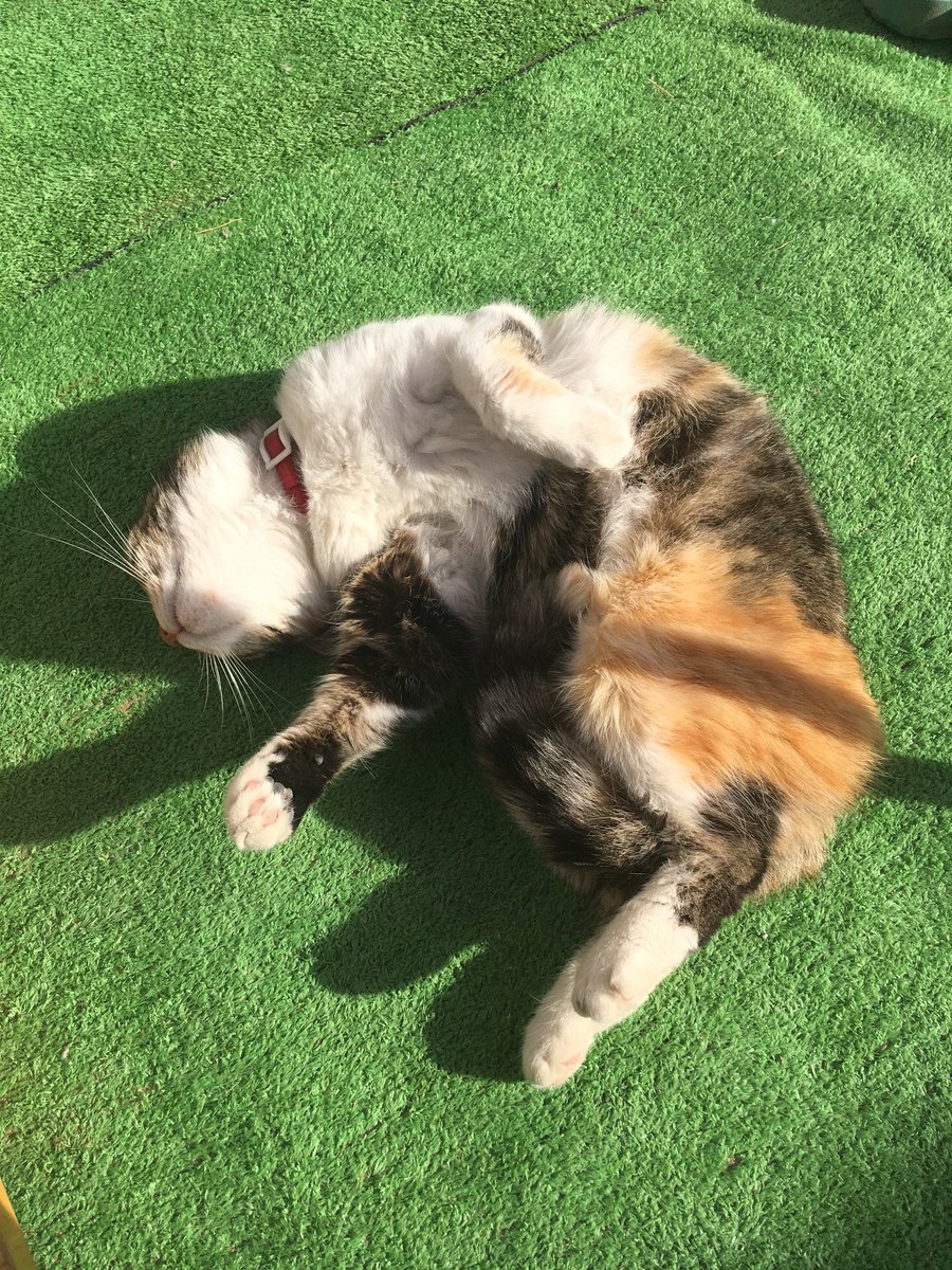 LaciaMemeFrame tweet media