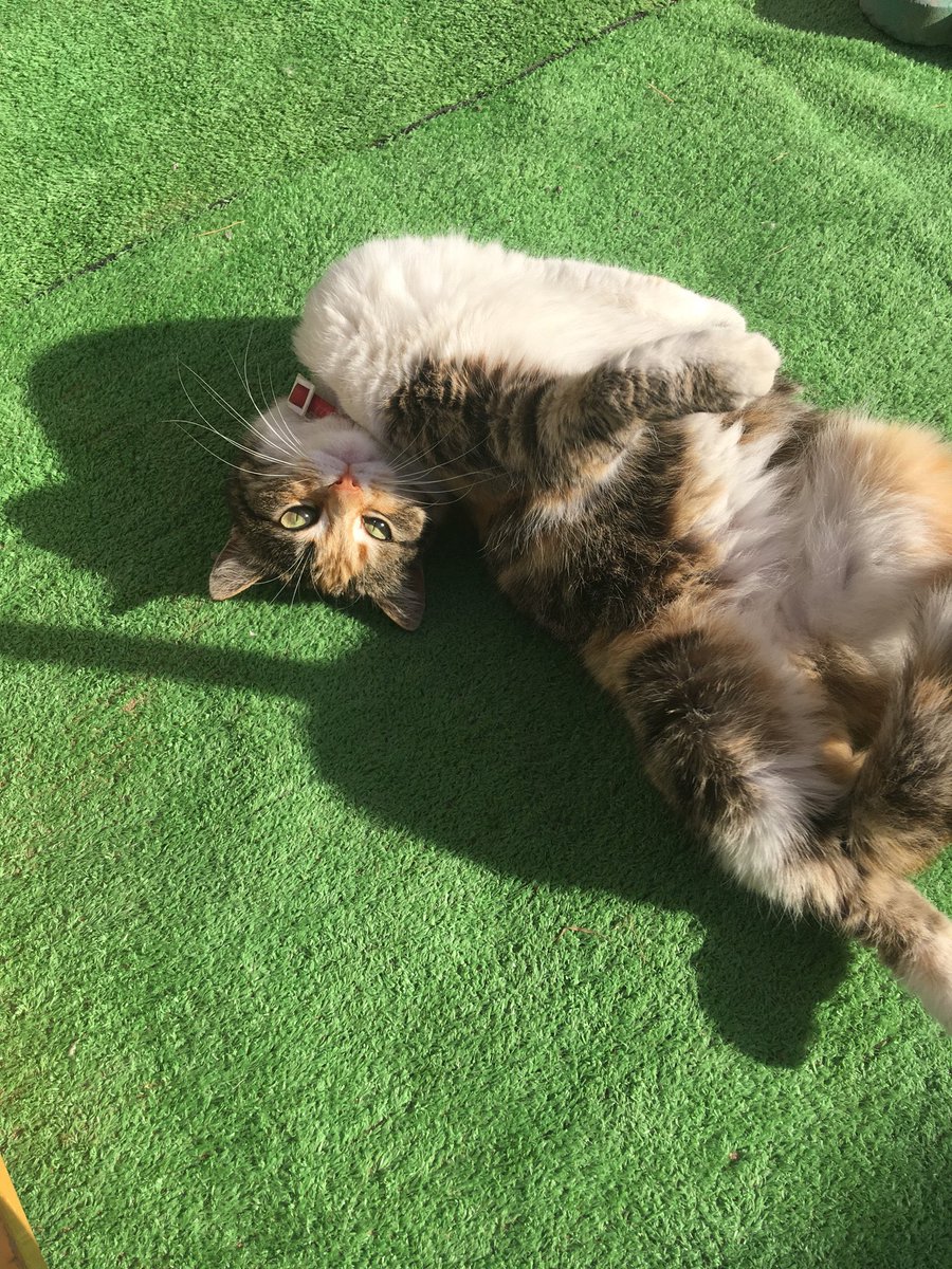 LaciaMemeFrame tweet media