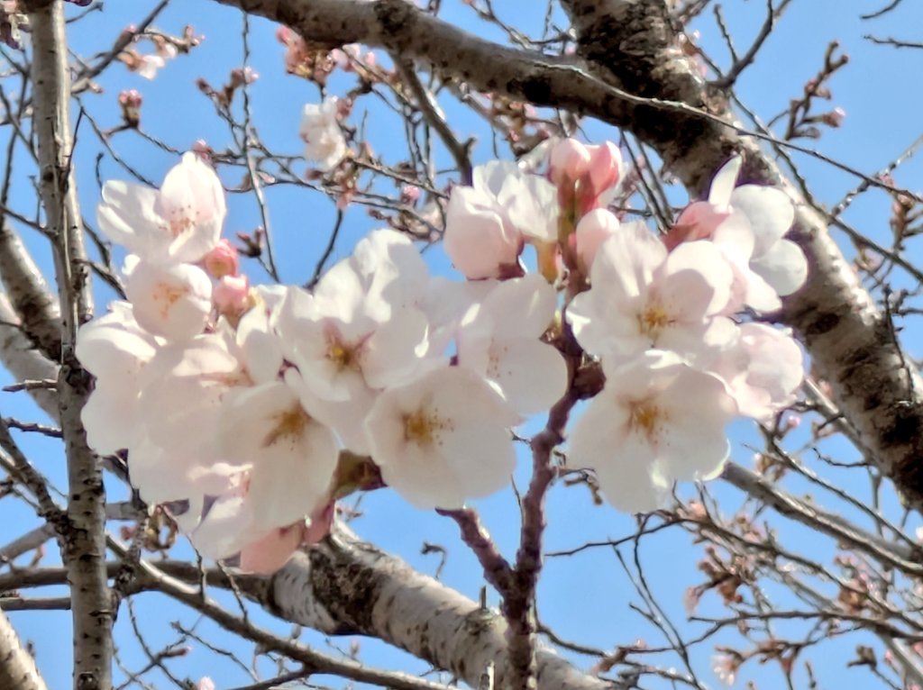 猫はネコ tweet media