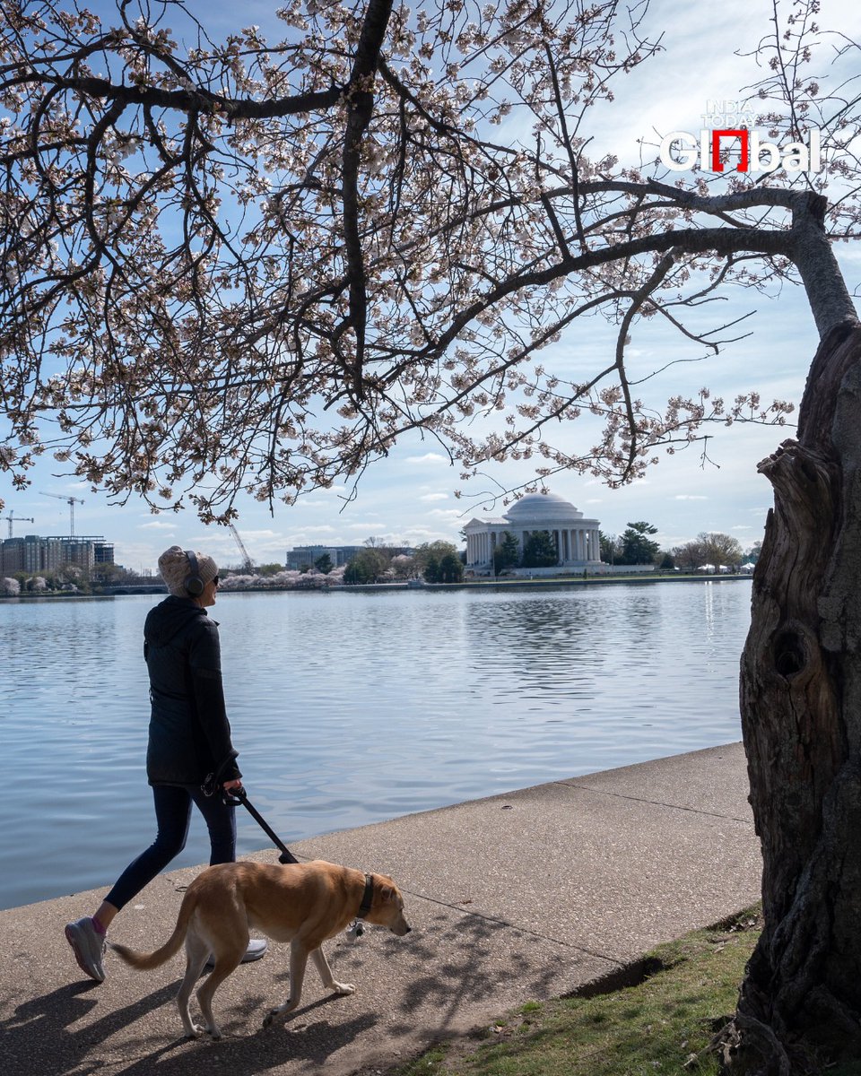 IndiaToday's tweet image. Visitors walk past cherry blossoms nearing peak bloom along the Tidal Basin, in Washington.

#CherryBlossoms #WashingtonDC #Spring #IndiaTodayGlobal
