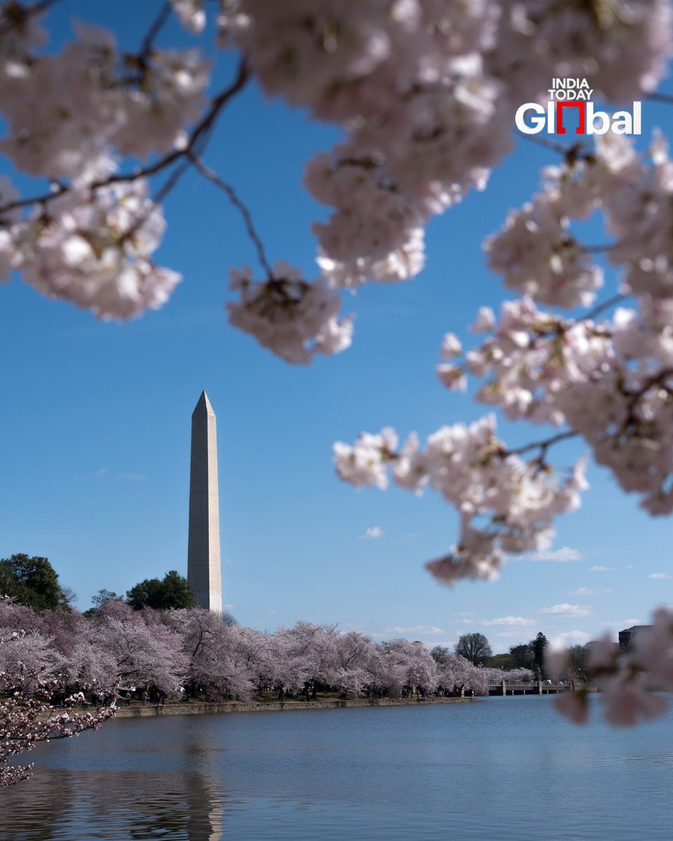 IndiaToday's tweet image. Visitors walk past cherry blossoms nearing peak bloom along the Tidal Basin, in Washington.

#CherryBlossoms #WashingtonDC #Spring #IndiaTodayGlobal