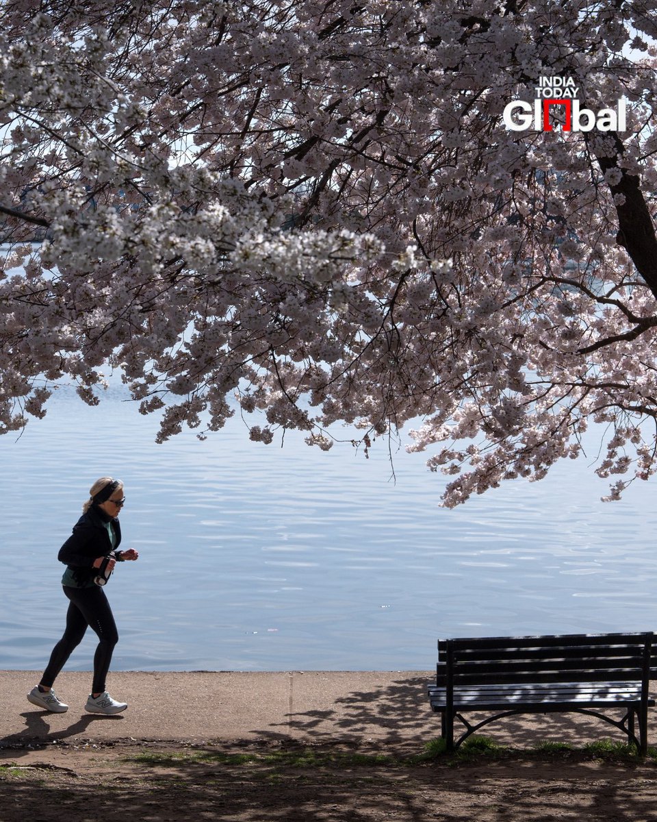 IndiaToday's tweet image. Visitors walk past cherry blossoms nearing peak bloom along the Tidal Basin, in Washington.

#CherryBlossoms #WashingtonDC #Spring #IndiaTodayGlobal