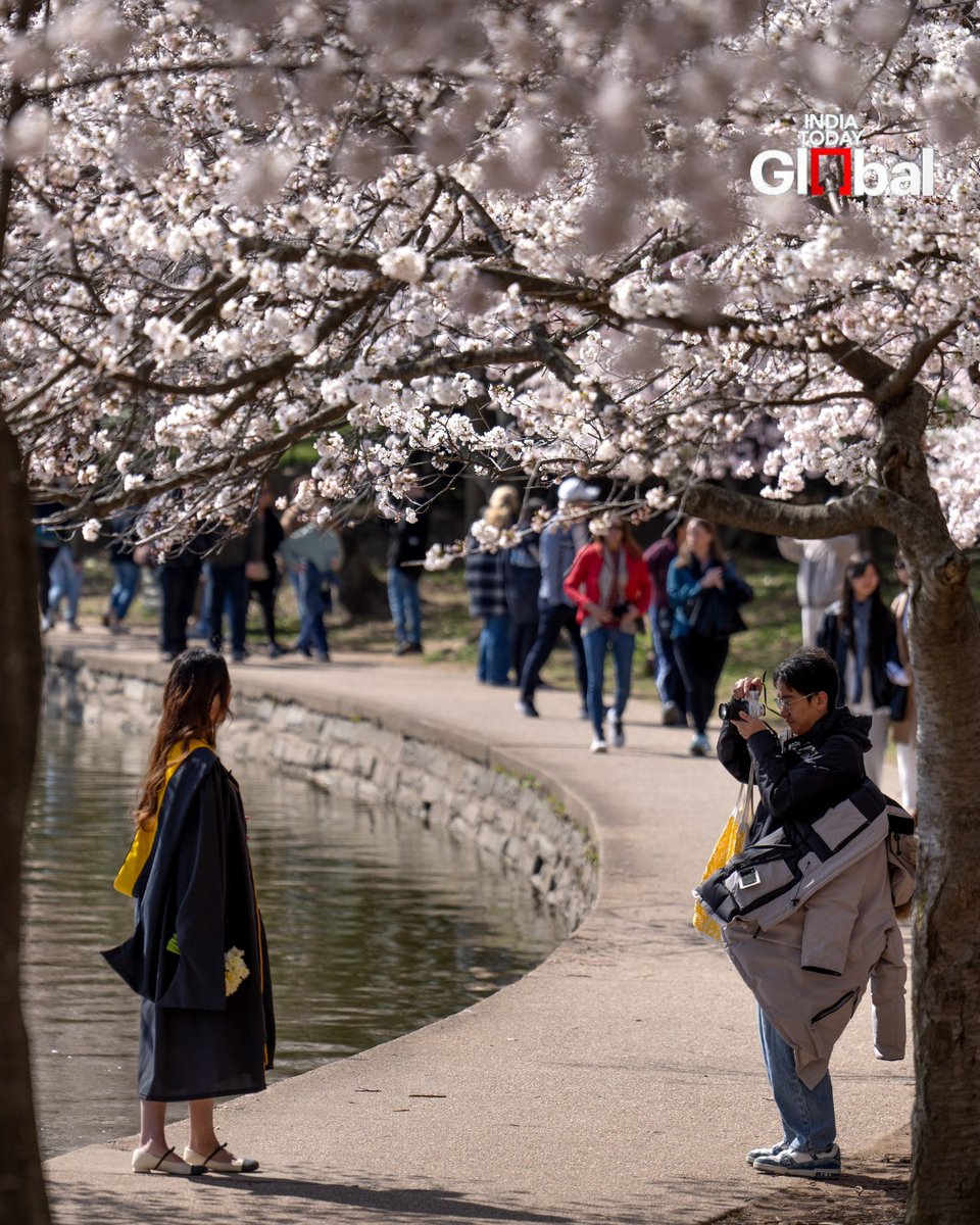 IndiaToday's tweet image. Visitors walk past cherry blossoms nearing peak bloom along the Tidal Basin, in Washington.

#CherryBlossoms #WashingtonDC #Spring #IndiaTodayGlobal
