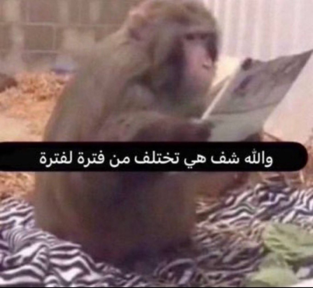 ياسر 🇲🇵 tweet media