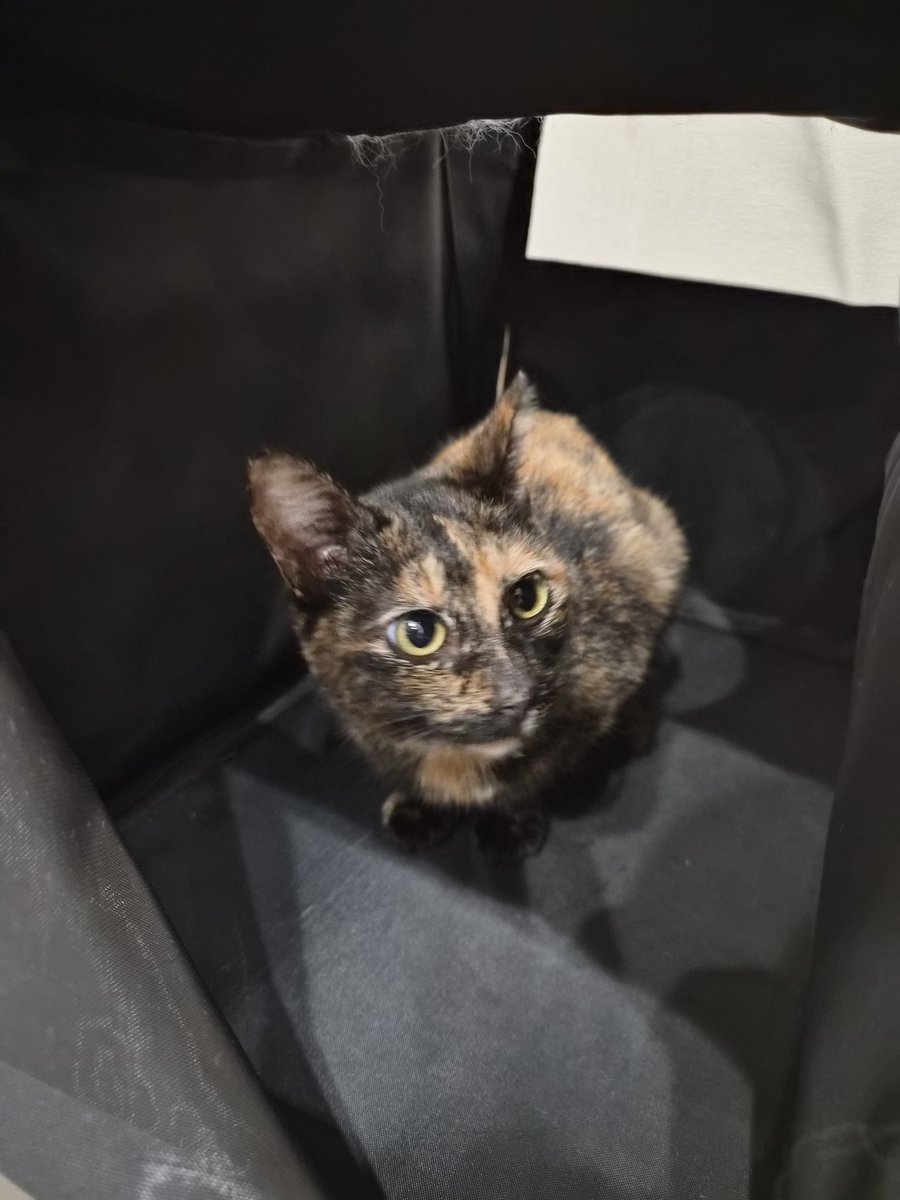 kobutori tweet media