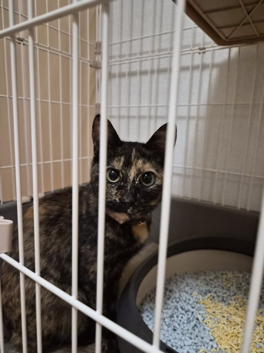 kobutori tweet media