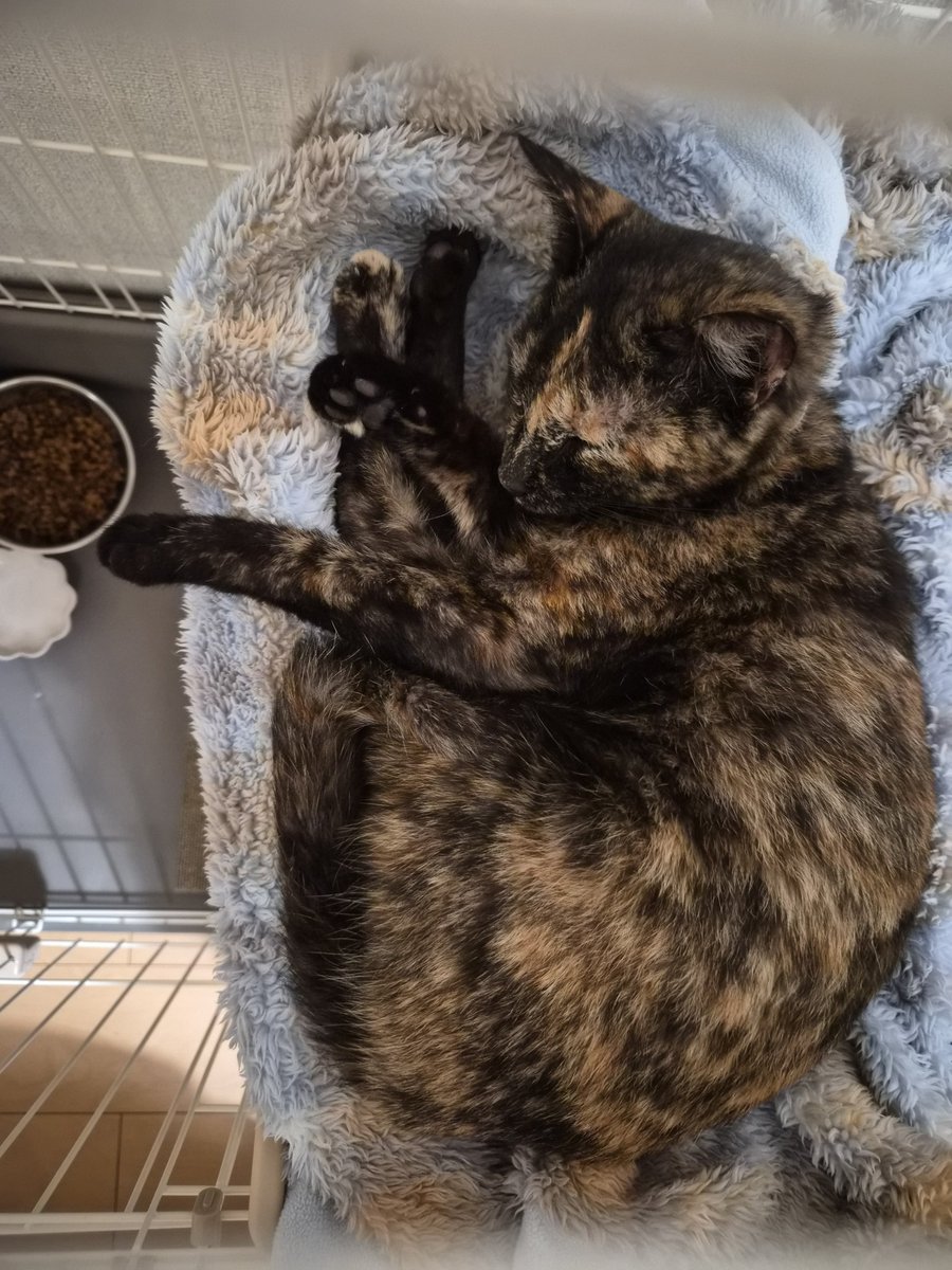 kobutori tweet media