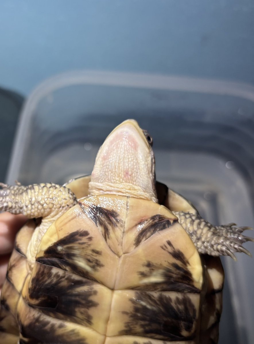 乾燥させてやると必ず肌が荒れる顔周り限定だけど餌食いも悪く、正直上手く飼育出来ている自身がない…ブランの習性なのかそれとも上手く飼育出来ていないだけか…