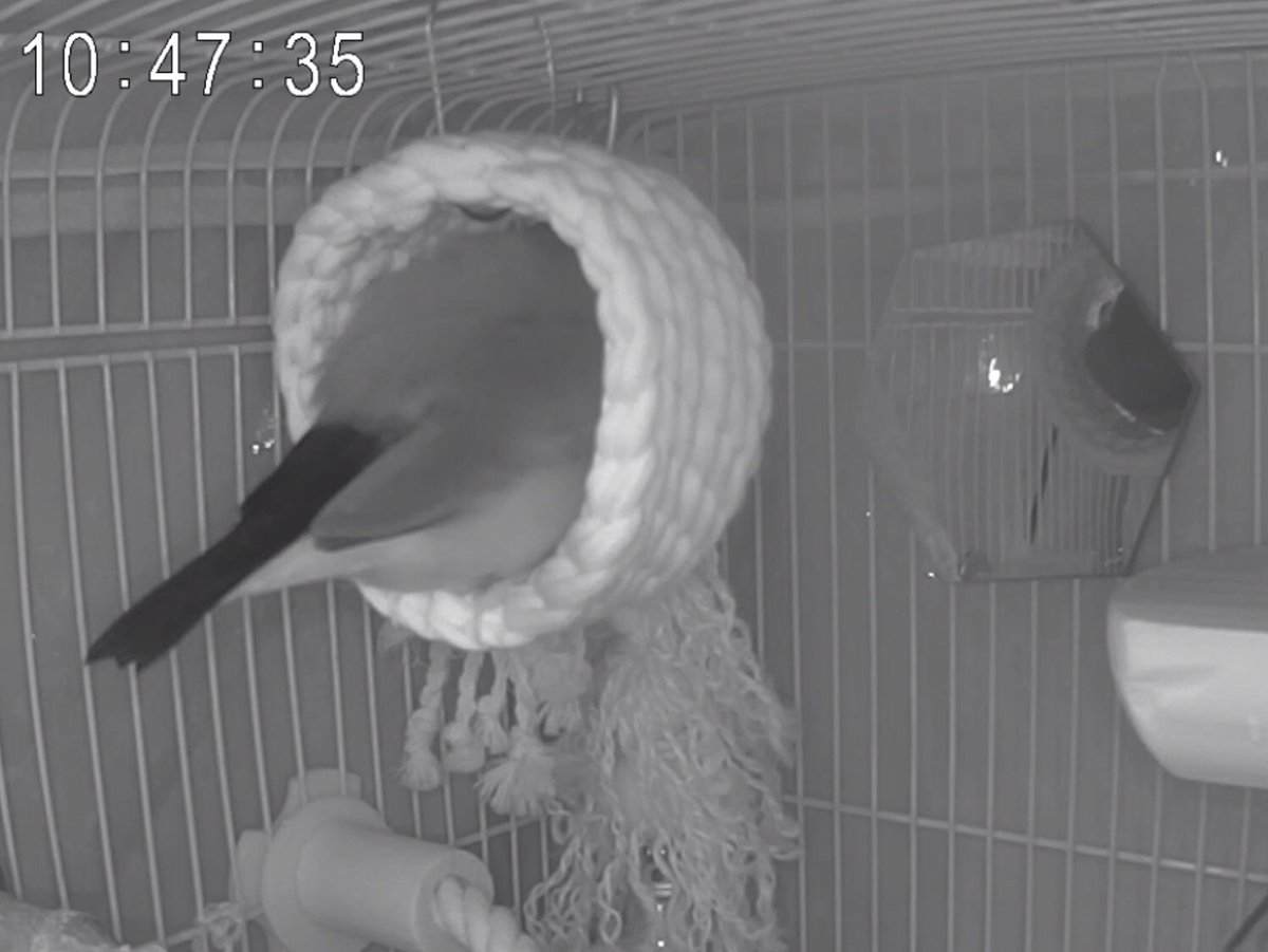 よしむらなつき・新作準備中【里見☆八犬伝REBOOT全13巻発売中】 tweet media