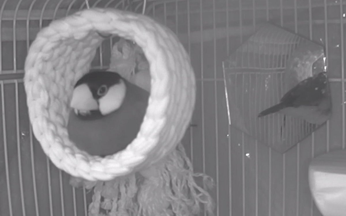 よしむらなつき・新作準備中【里見☆八犬伝REBOOT全13巻発売中】 tweet media