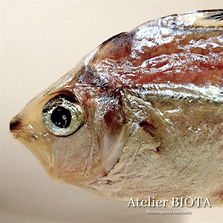 BIOTA770's tweet photo. ヒイラギ樹脂封入標本  
デスクに小さな博物館を 
#封入標本 #標本雑貨 #現代作家の環 https://t.co/4KBewoK5GT https://t.co/Iiil3e4MeJ