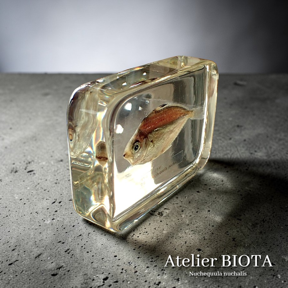 BIOTA770's tweet photo. ヒイラギ樹脂封入標本  
デスクに小さな博物館を 
#封入標本 #標本雑貨 #現代作家の環 https://t.co/4KBewoK5GT https://t.co/Iiil3e4MeJ
