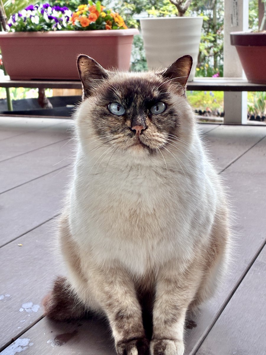 ジッターバカ tweet media