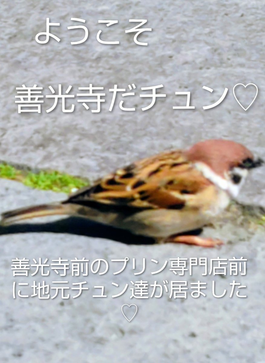 白い鳥 tweet media