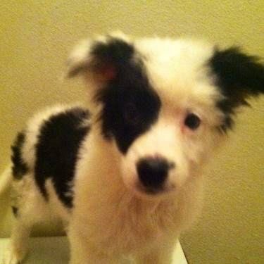 dmitri // shedtwt tweet media