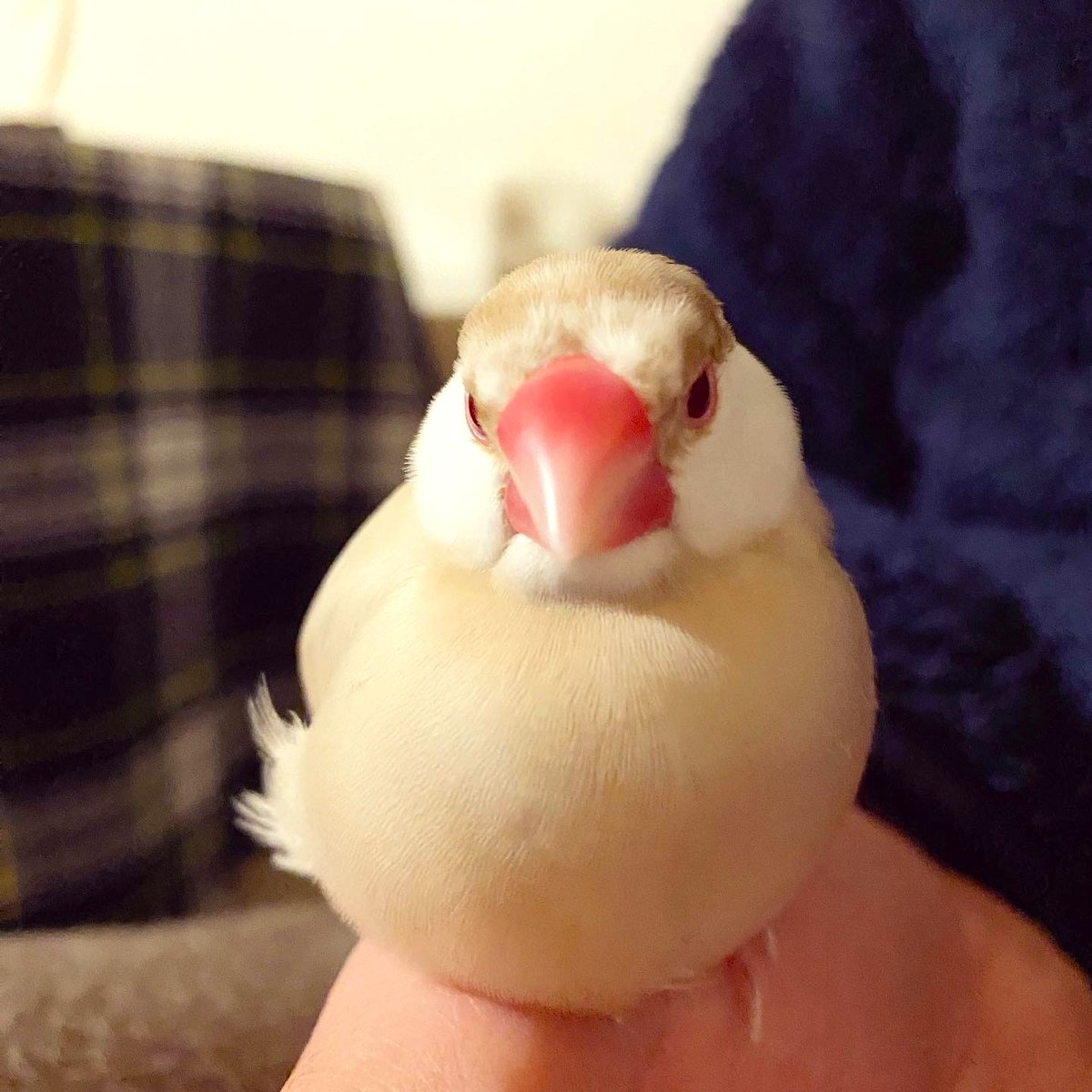 kotoribu's tweet photo. 今日の「カバー小鳥」はもちムギちゃん（文鳥）です。まんまる！ いちご入りのきなこもちのできあがり🍓
#文鳥 
https://t.co/zEaRyq8C7s https://t.co/K0VKT4qm3a