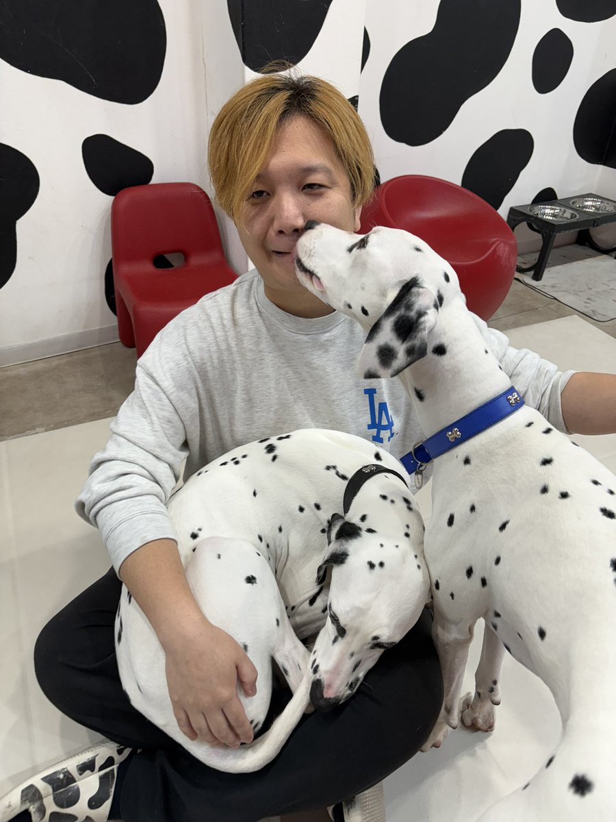 DALMATIAN CAFE 101 (@dalmatian_cafe) / Posts / X