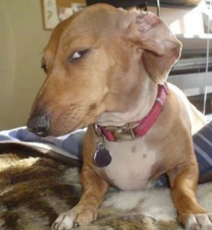 Flacalcinha tweet media