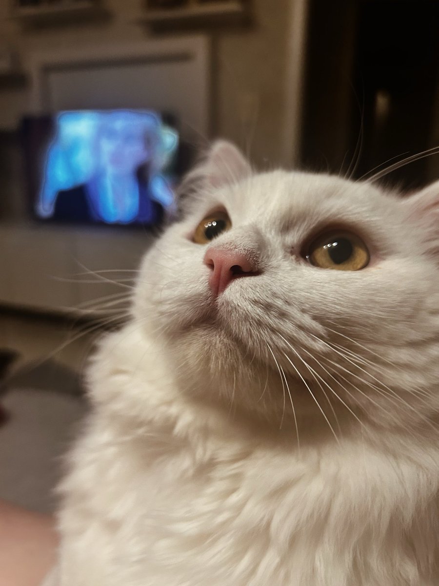 helo 🐝 tweet media