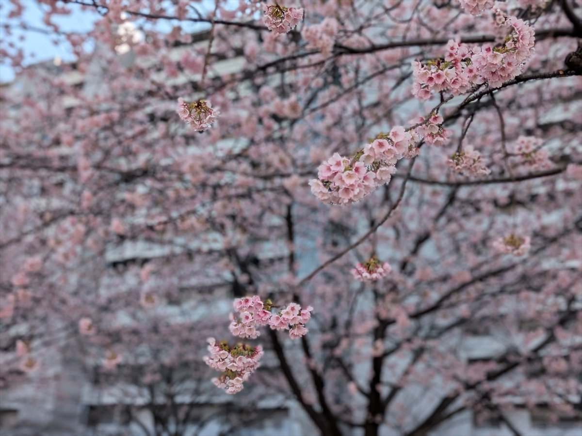 旅先での写真 tweet media