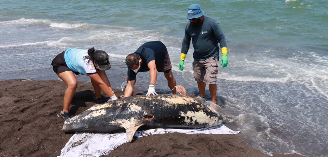 nacholozano's tweet image. La muerte de un #delfín sobre playas de la Riviera Veracruzana, en Alvarado, #Veracruz, se debió por lesión traumática y no por contaminación de #petróleo, de acuerdo con un informe de la Procuraduría Estatal de Protección al Medio Ambiente estatal.

De acuerdo con la evaluación