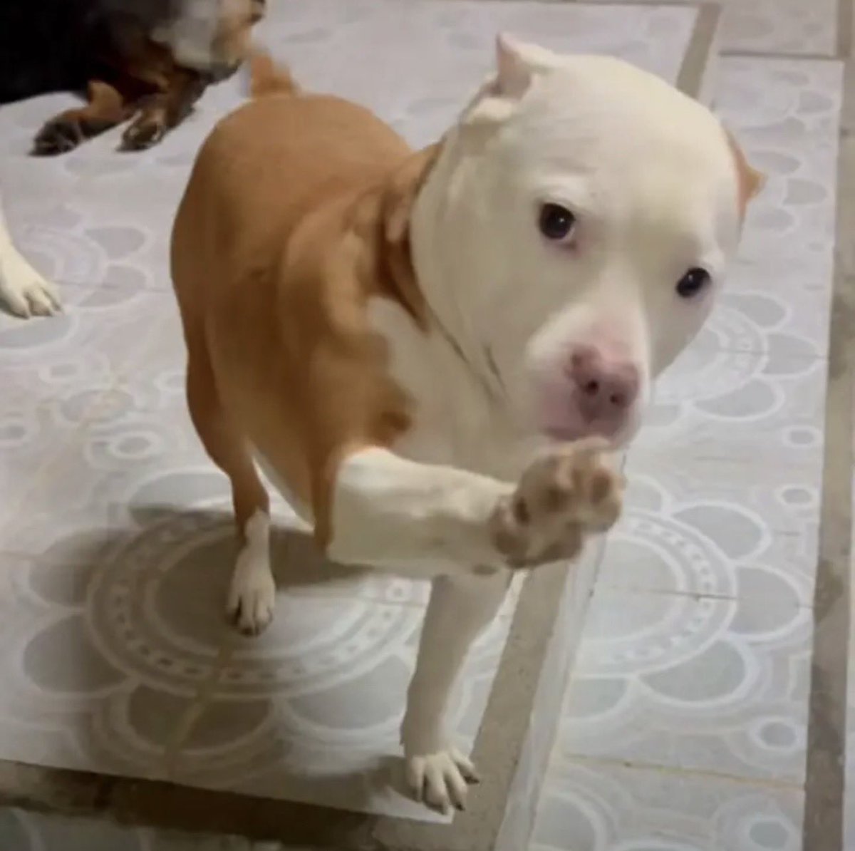 un juniorista mas tweet media