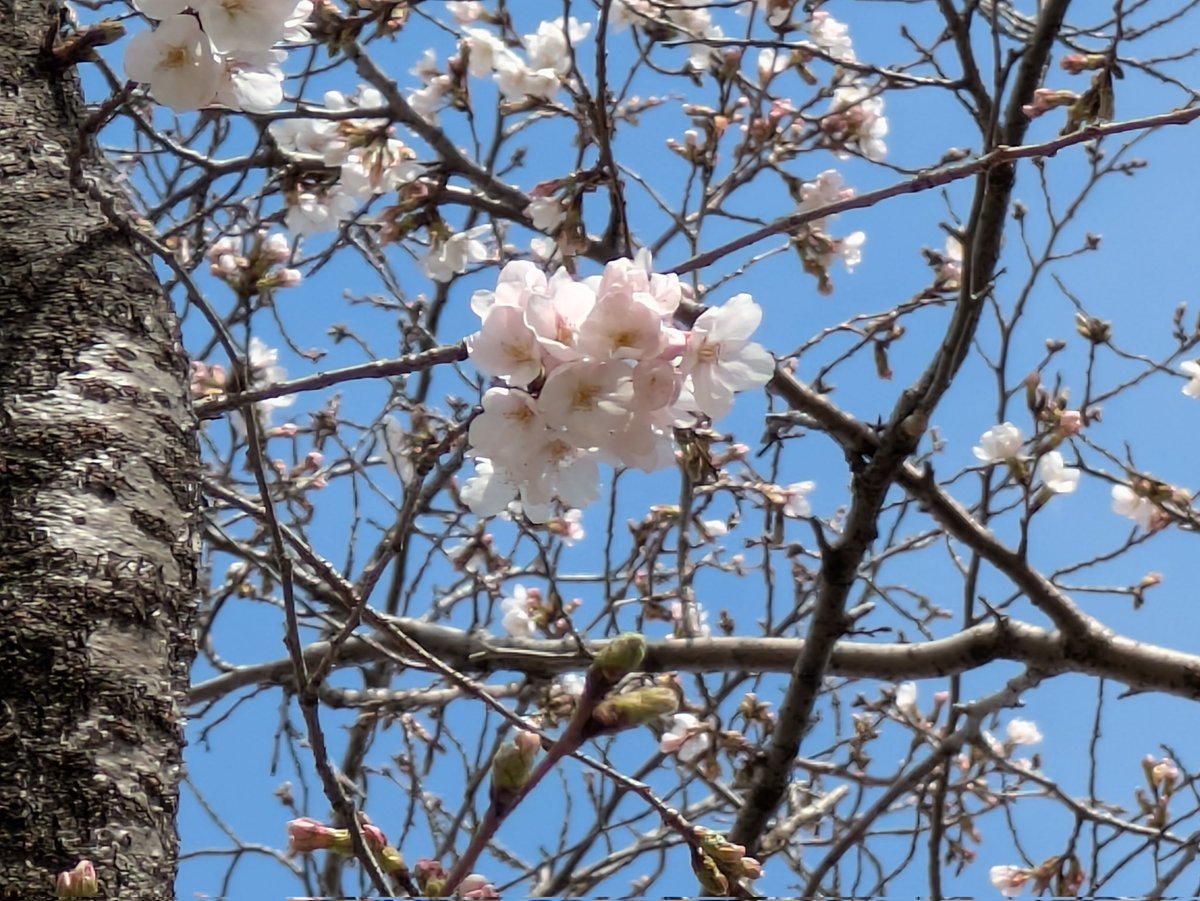 猫はネコ tweet media