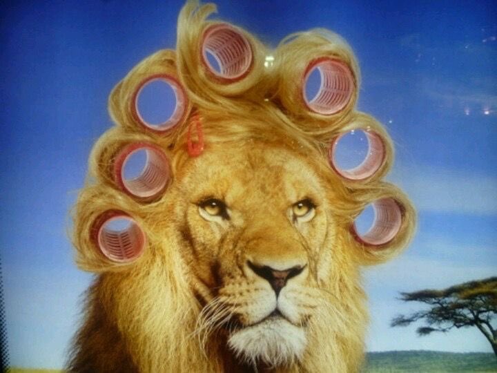 بشائر🌧💜رجلة الأعمال🐈 tweet media