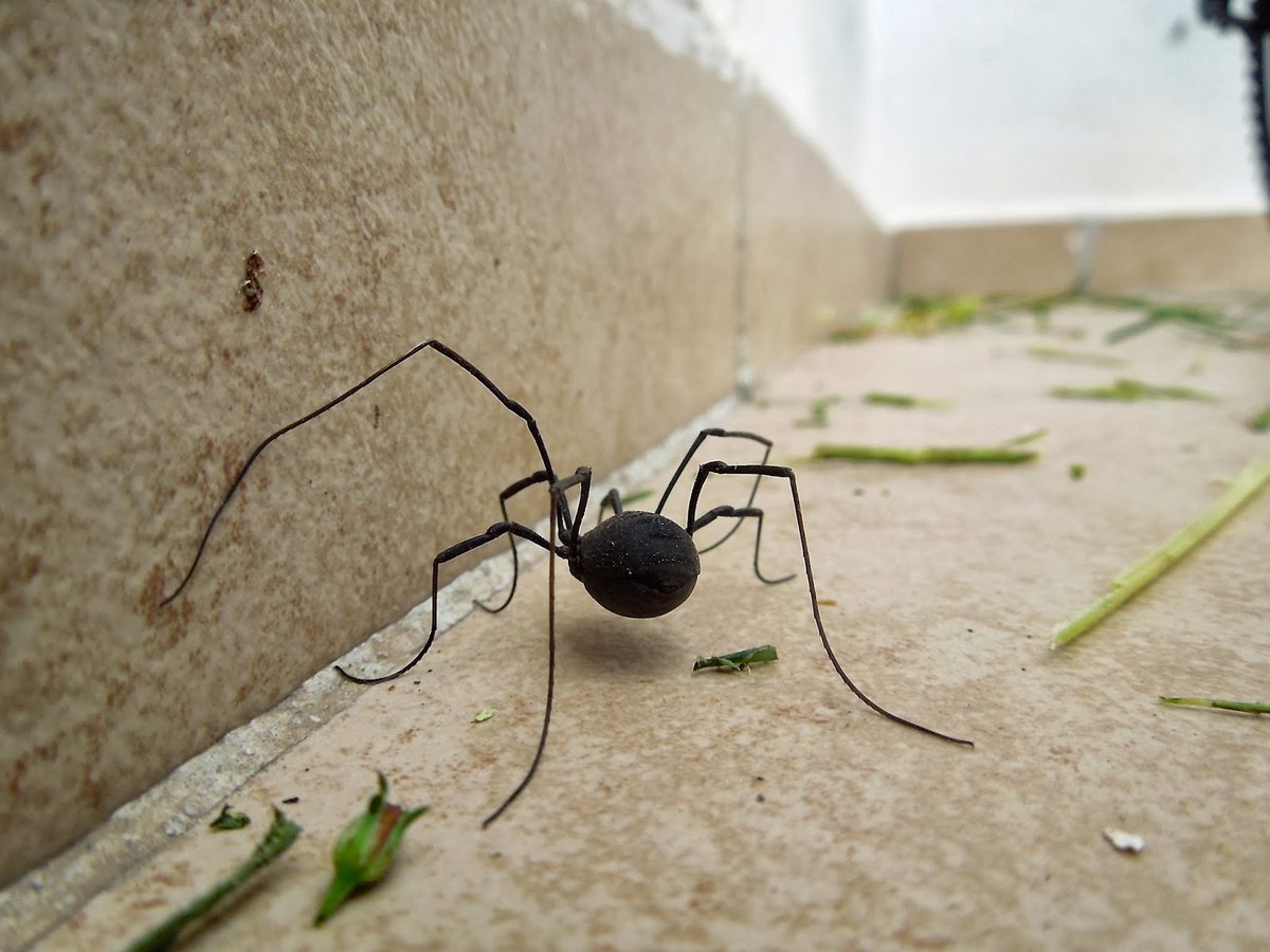 Generic_mexican_user tweet media