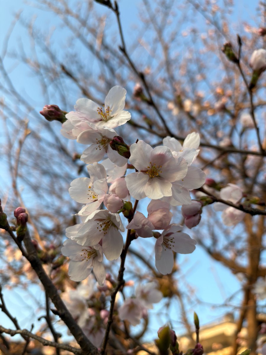 toraktar's tweet photo. 桜🌸咲いてる https://t.co/a9MZhkyRAw