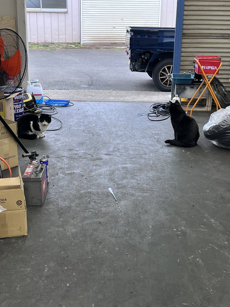 覚醒♡月姫ぺコ@AF18 DIO tweet media