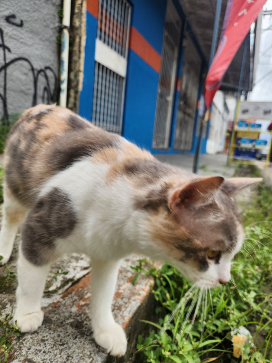 piercingcólogo xavier tweet media