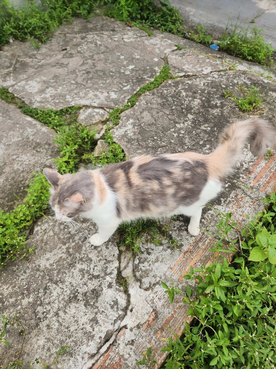 piercingcólogo xavier tweet media